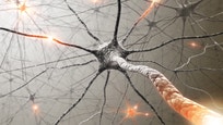 How nerve cells branch out and develop is a somewhat mysterious process, but a new study reveals how at least some of these nerves reach their target.